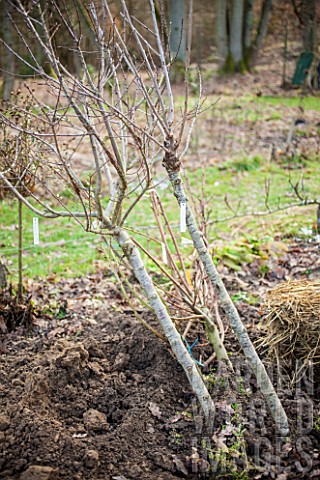 Young_plum_trees_to_be_planted_in_a_garden