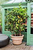 Large fruiting Lemon tree on patio in container. Garden: Manfred Siegwarth.