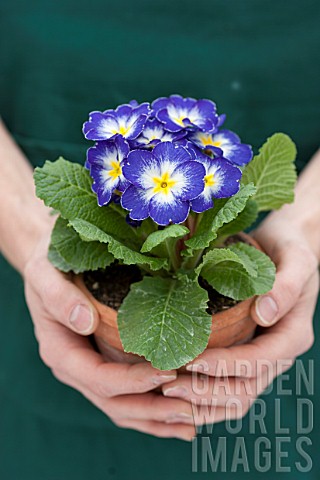 Woman_with_primrose_in_pot