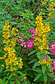 Lysimachia punctata and roses in bloom in a garden