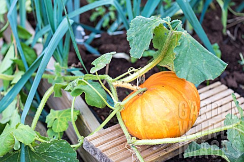 Pumpkin_in_a_vegetable_patch