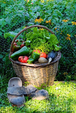 Basket_of_mixed_vegetables_tomatoes_peppers_lettuce_zucchini_potatoes_and_wooden_shoes