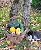 Basket of various autumn vegetables: pumpkin, zucchini, apples, walnuts, chestnuts, pairs of shoes and dwarf rabbit