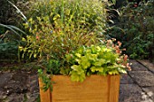 Preparation and planting in a wooden container, finished container.