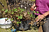 Cleaning of a pelargonium in a pot in the end of winter