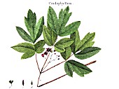 Botanical board drawing of Caulophyllum