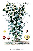 Botanical board drawing of Cocculus palmatus