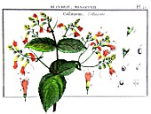 Botanical board drawing of Collinsonia