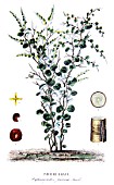 Botanical board drawing of Chodrodendron tomentasum