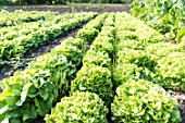 Oakleaf lettuces in a kitchen garden