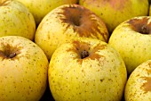 Malus domestica Reinette dArmorique (Apple)