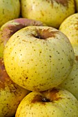 Malus domestica Reinette dArmorique (Apple)
