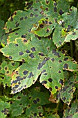 Tar spots on leaves of Acer pseudo platanus