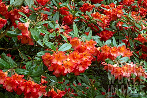 Rhododendron_Medusa_in_bloom_in_a_garden
