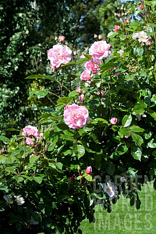 Rosa_Chaplins_Pink_Companion_in_bloom_in_a_garden