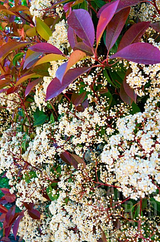 Photinia_flowering_in_may_Provence_France