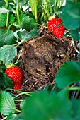 Chicks in nest with Stawberries, Kitchen garden, Provence, France