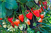 Strawberry Dely, Kitchen garden, Provence, France