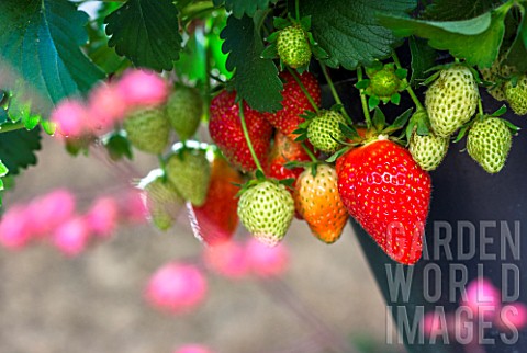Strawberries_Kitchen_garden_Provence_France