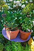 Sage, basil and parsley in pot, Provence, France