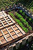 Dill and mesclun (salad mix) seedings protected from the sun with crates, Provence, France