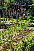 Tomatoes on stakes in Vegetable Garden, Provence, France