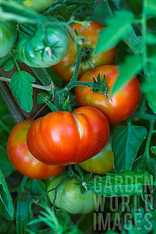 Tomato_Marmande_Provence_France