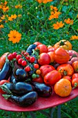 Tomatoes and aubergine in a kitchen garden, Provence, France