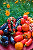 Tomatoes and aubergine in a kitchen garden, Provence, France