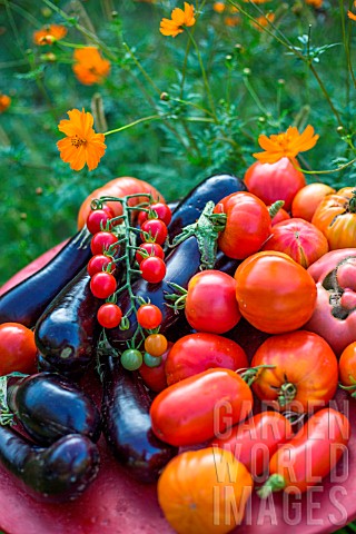 Tomatoes_and_aubergine_in_a_kitchen_garden_Provence_France