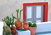 Succulent plants and painted door in background, decoration ambience, Santorini Island, Cyclades, Greece