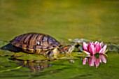 Trachemys scripta elegans (Red-eared terrapin) on Water Lily, France