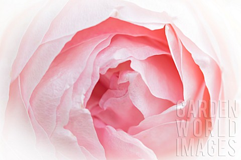 Closeup_of_pink_rose