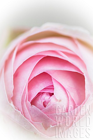 Closeup_of_pink_rose