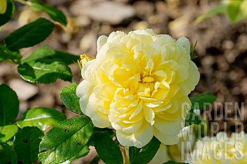 Rosa_Anny_Duperey_in_bloom_in_a_garden