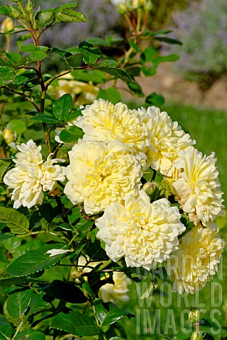 Rosa_Anny_Duperey_in_bloom_in_a_garden