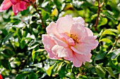 Rosa Rigo Aprikola in bloom in a garden