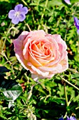 Rosa Elle in bloom in a garden