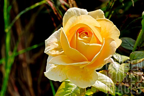 Rosa_Bataclan_in_bloom_in_a_garden