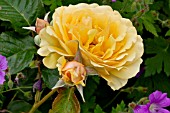 Rosa Amber Queen in bloom in a garden