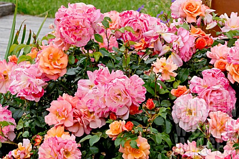 Rosa_Rigo_Aprikola_in_bloom_in_a_garden