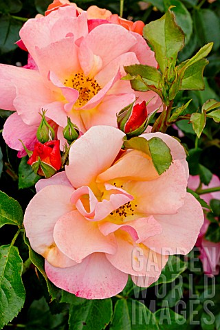 Rosa_Rigo_Aprikola_in_bloom_in_a_garden