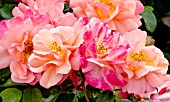 Rosa Rigo Aprikola in bloom in a garden