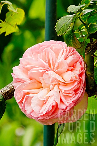Rosa_Pierre_de_Ronsard_in_bloom_in_a_garden
