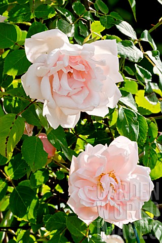 Rose_tree_Albertine_in_bloom_in_a_garden