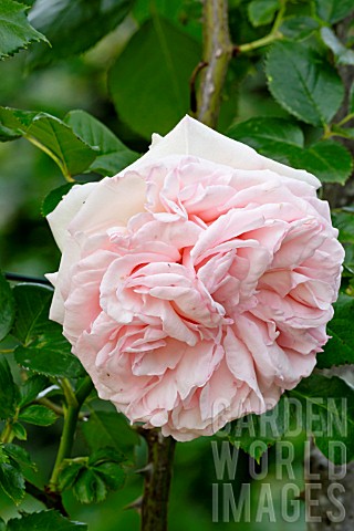 Rose_tree_Pierre_de_Ronsard_in_bloom_in_a_garden