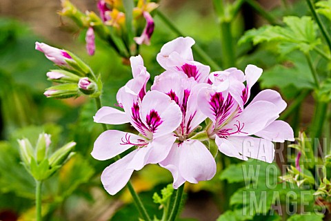 Pelargonium_Capthorne_in_bloom_in_a_garden