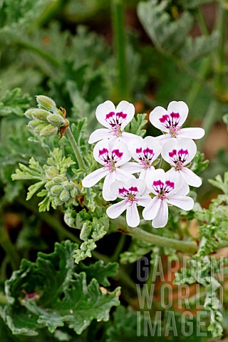 Pelargonium_Blandfordianum_in_bloom_in_a_garden