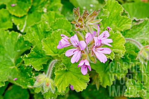 Pelargonium_Atomic_Snowflake_in_bloom_in_a_garden