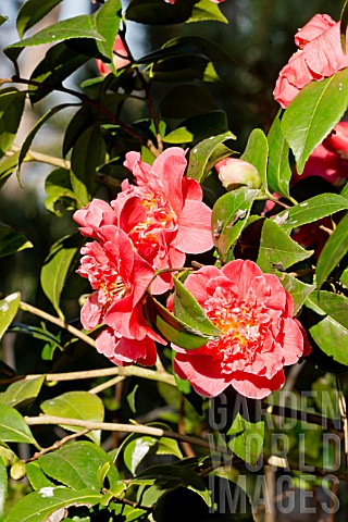Camellia_Madame_Martin_Cachet